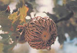 QuercusIthaburensisKoekboya.jpg